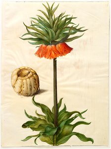 Johannes Simon Holtzbecher - Fritillaria imperialis - Google Art Project