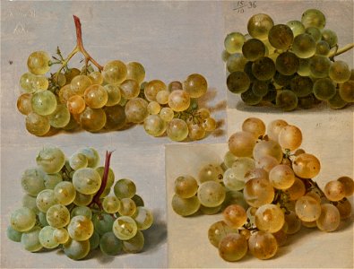 Johann Wilhelm Preyer - Vier weiße Trauben