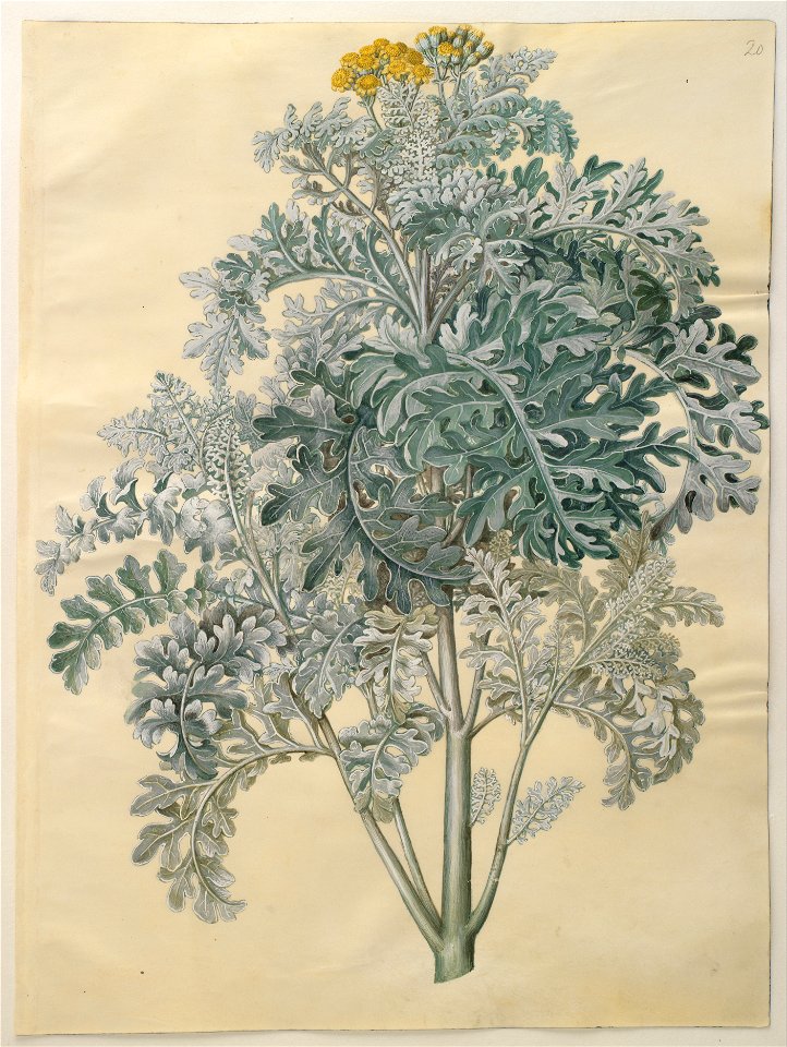 Johannes Simon Holtzbecher - Senocio bicolor - Google Art Project