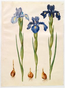 Johannes Simon Holtzbecher - Iris xiphioides - Google Art Project