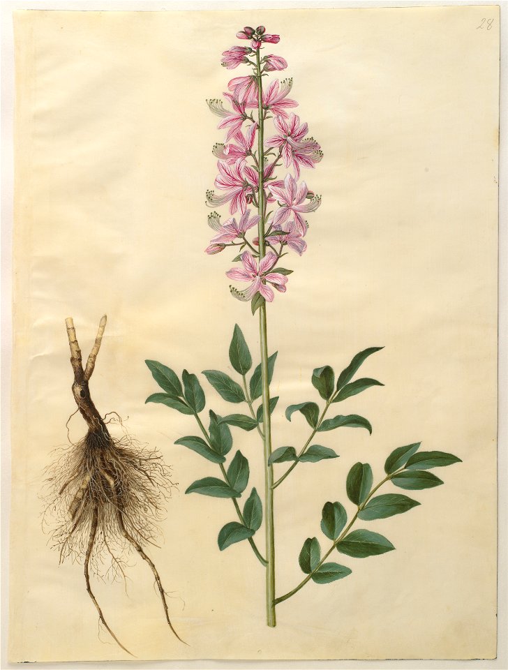 Johannes Simon Holtzbecher - Dictamnus albus - Google Art Project