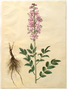 Johannes Simon Holtzbecher - Dictamnus albus - Google Art Project