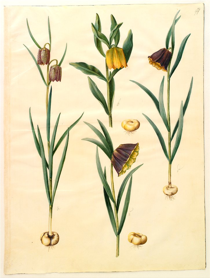 Johannes Simon Holtzbecher - Fritillaria meleagris; Fritullaria lutea eller Fritullaria latifolia var lutea; Fritillaria pyrenaic... - Google Art Project