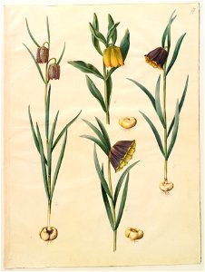 Johannes Simon Holtzbecher - Fritillaria meleagris; Fritullaria lutea eller Fritullaria latifolia var lutea; Fritillaria pyrenaic... - Google Art Project