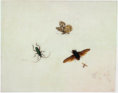 Johannes Bronkhorst - Four insects - Google Art Project