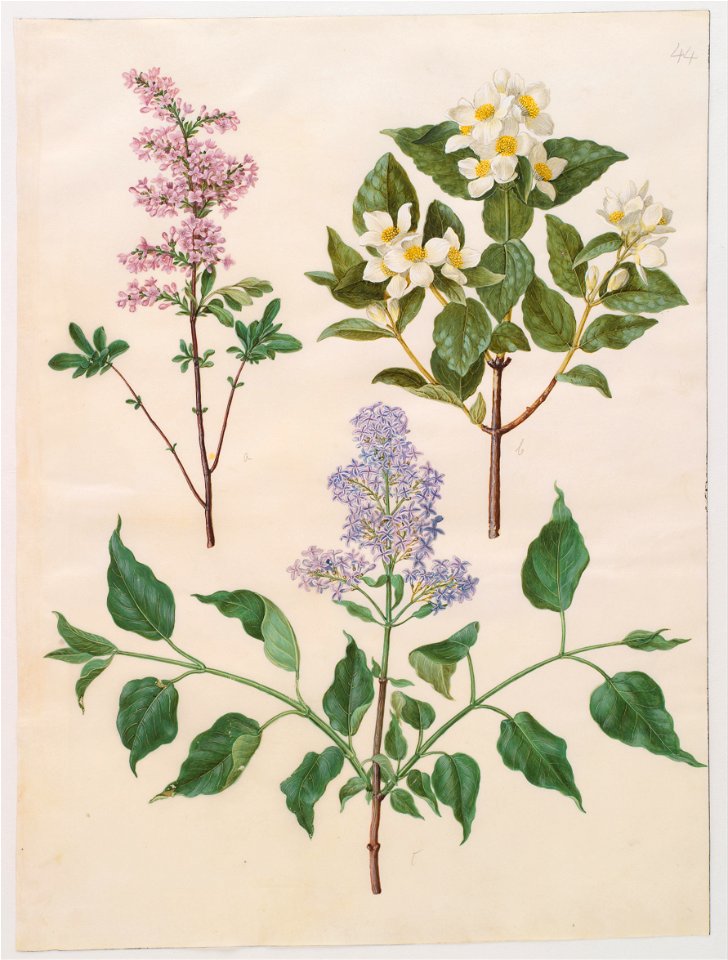 Johannes Simon Holtzbecher - Syringa x persica; Philadelphus coronarius; Syringa vulgaris - Google Art Project