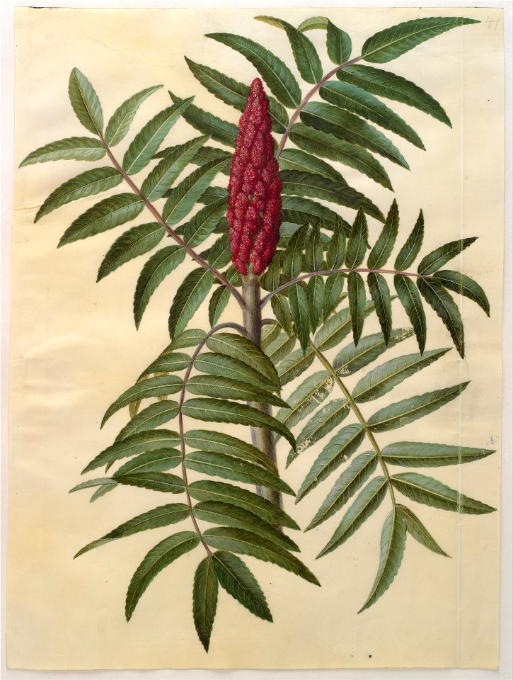 Johannes Simon Holtzbecher - Rhus typhina - Google Art Project