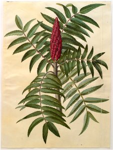 Johannes Simon Holtzbecher - Rhus typhina - Google Art Project