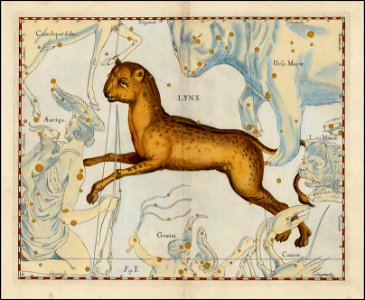Johannes Hevelius - Lynx