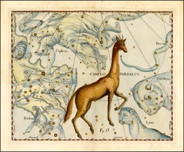 Johannes Hevelius - Camelo Pardalus