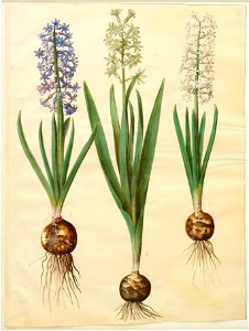 Johannes Simon Holtzbecher - Hyacinthoides orientalis simp et pl - Google Art Project