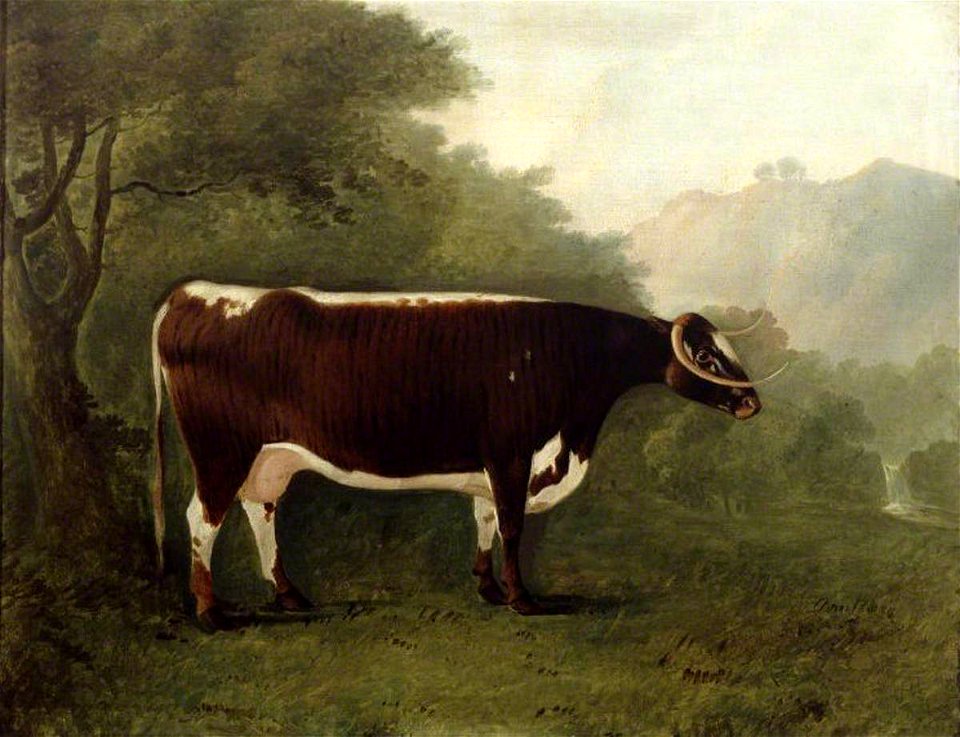 John Boultbee (1753-1812) - 'Garrick's Sister', A Cow - 1271515 - National Trust