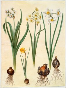 Johannes Simon Holtzbecher - Narcissus tazetta; Narcissus orientalis; Corbularia bulbocodium - Google Art Project