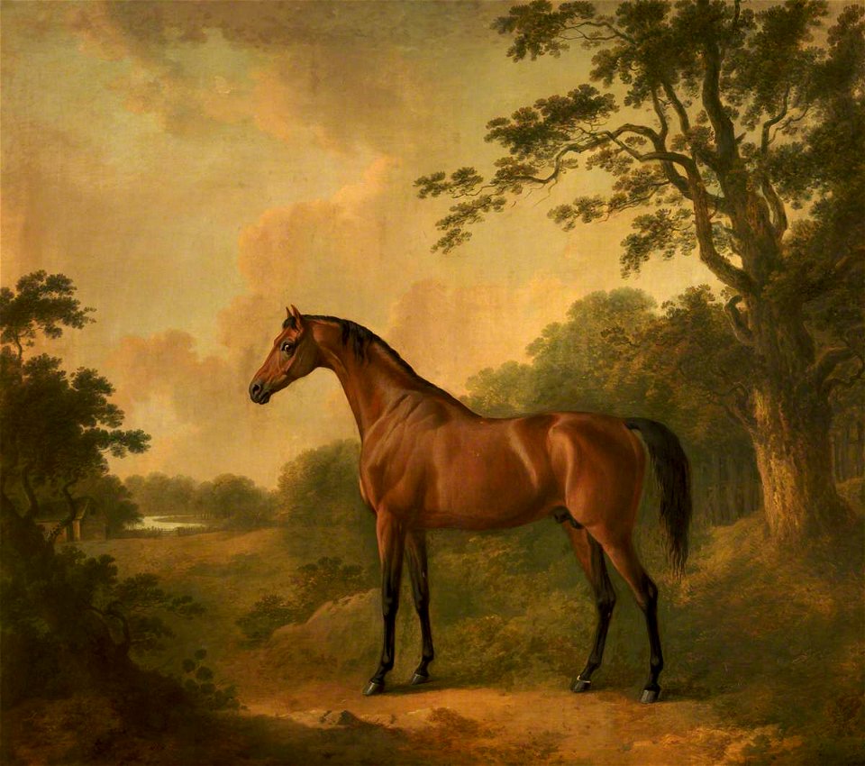 John Boultbee (1753-1812) - A Bay Hunter Named 'Sir Oliver' - 932270 - National Trust