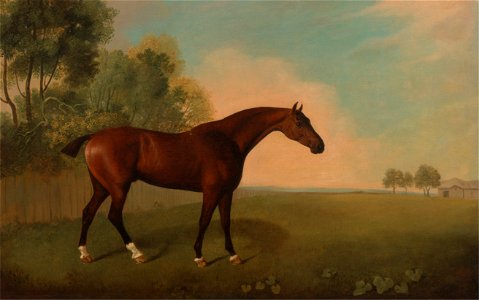 John Boultbee - A Bay Horse in a Field - Google Art Project. Free illustration for personal and commercial use.
