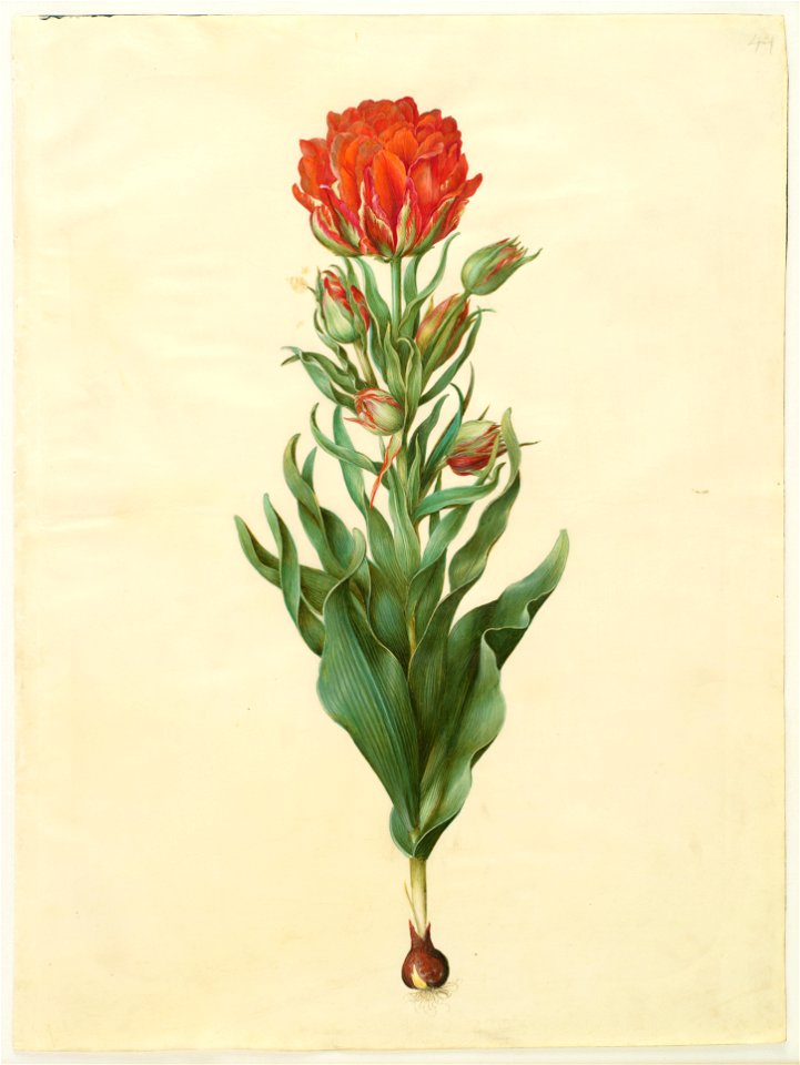Johannes Simon Holtzbecher - Tulipa gesneriana - Google Art Project