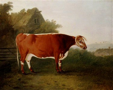 John Boultbee (1753-1812) - 'Broken-Horned Beauty', A Cow - 1271514 - National Trust