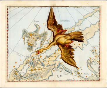 Johannes Hevelius - Cygnus