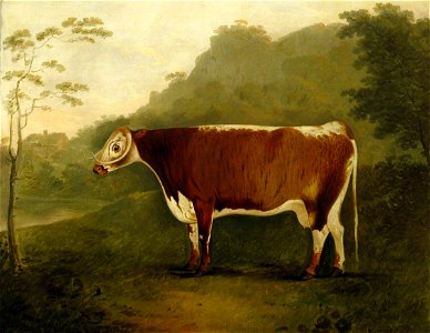 John Boultbee (1753-1812) - 'Brindled Beauty', A Cow - 1271516 - National Trust
