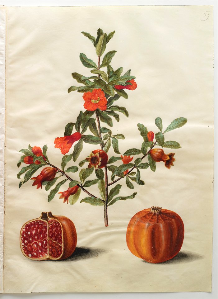 Johannes Simon Holtzbecher - Punica granatum simp et pl - Google Art Project