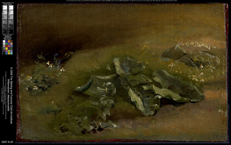 John Constable - Study of a Burdock - 2007.8.45 - Clark Art Institute