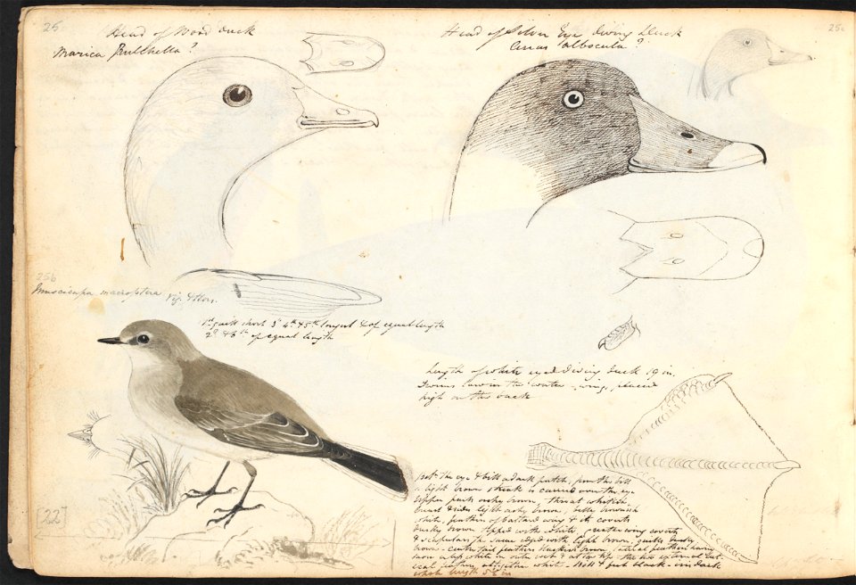 John Cotton's Notebook - file 25 - page 22