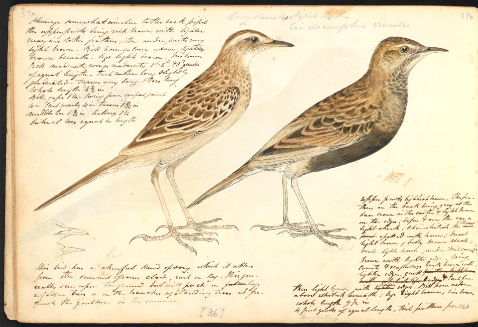 John Cotton's Notebook - file 37 - page 36