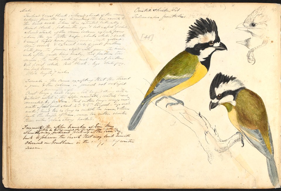 John Cotton's Notebook - file 45 - page 44
