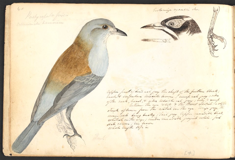 John Cotton's Notebook - file 07 - page 04