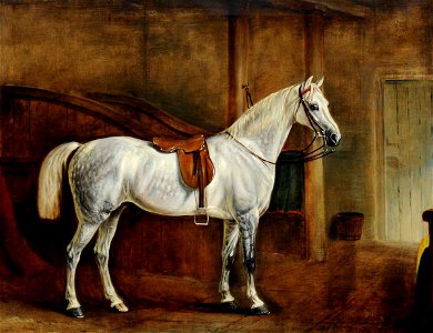 John E. Ferneley I (1782-1860) - A Saddled Grey Hunter in a Loose Box - 290356 - National Trust