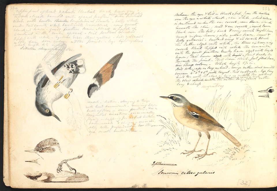 John Cotton's Notebook - file 33 - page 32