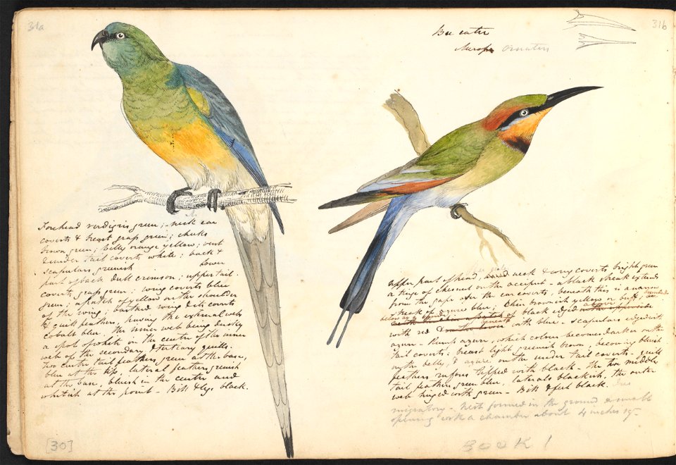 John Cotton's Notebook - file 31 - page 30