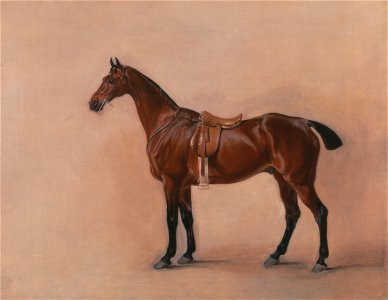 John Ferneley - Study of a Saddled Bay Hunter - Google Art Project
