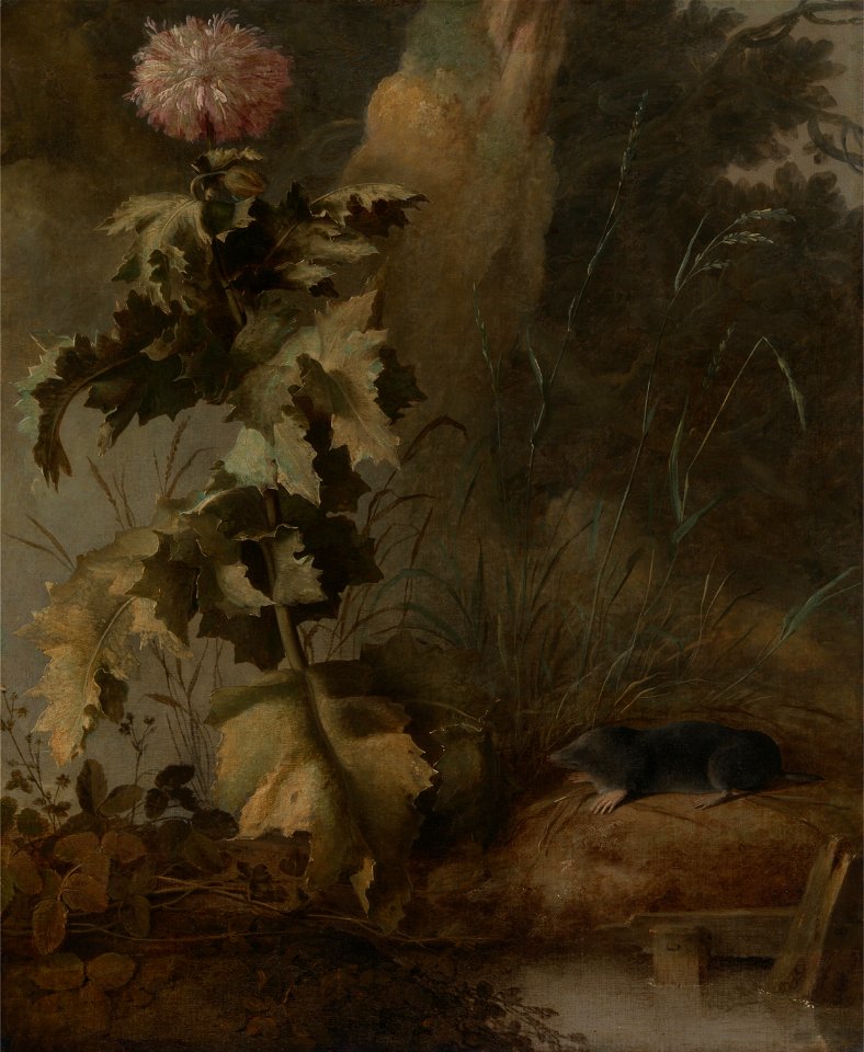 John Crome - An Egyptian Poppy and a Water Mole - Google Art Project