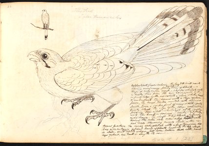 John Cotton's Notebook - file 26 - page 23