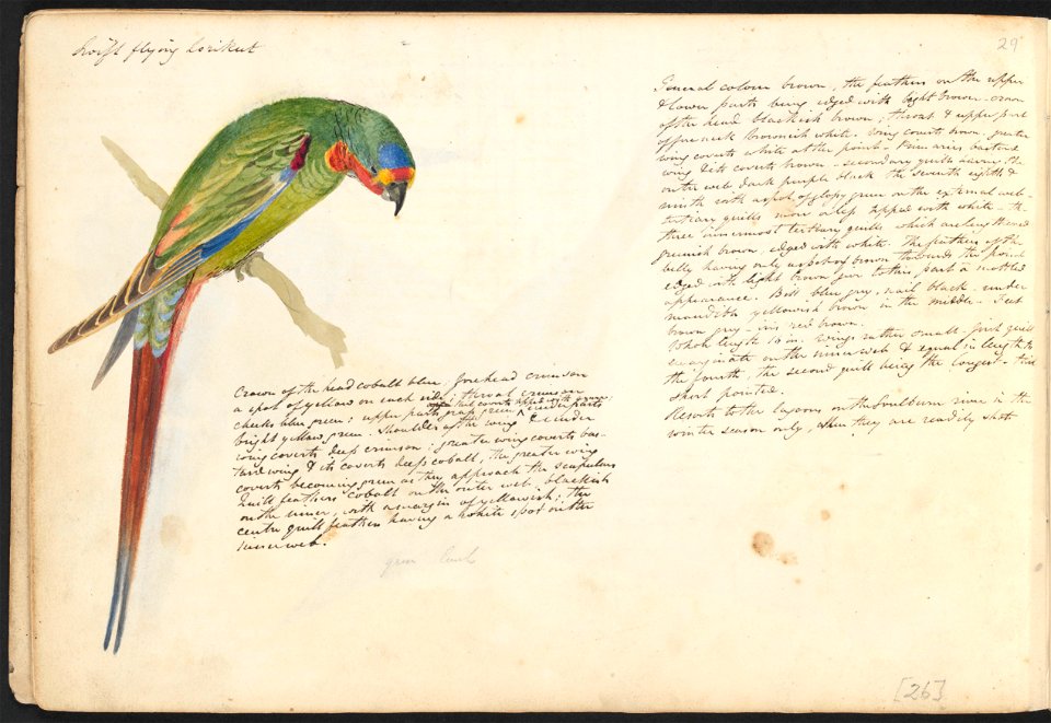 John Cotton's Notebook - file 29 - page 26