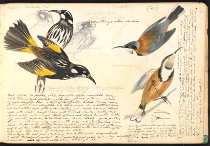 John Cotton's Notebook - file 42 - page 41