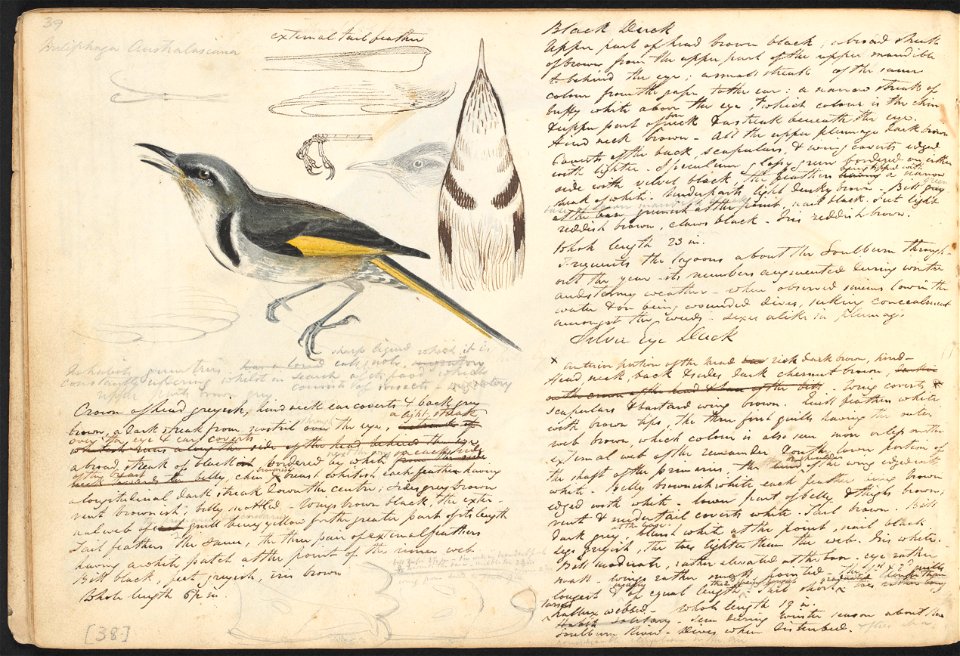 John Cotton's Notebook - file 39 - page 38