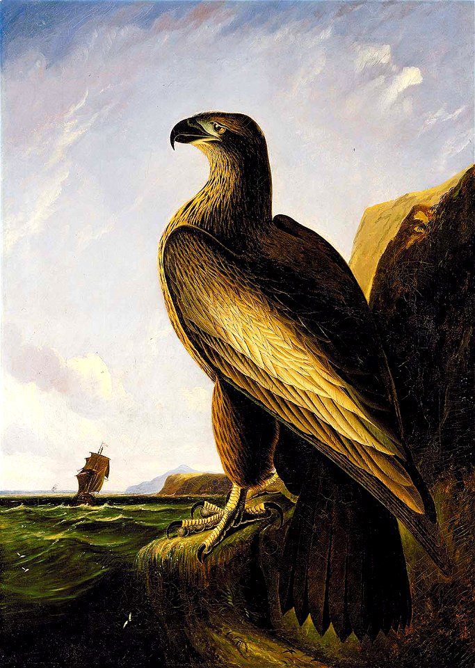 John James Audubon - Washington Sea Eagle