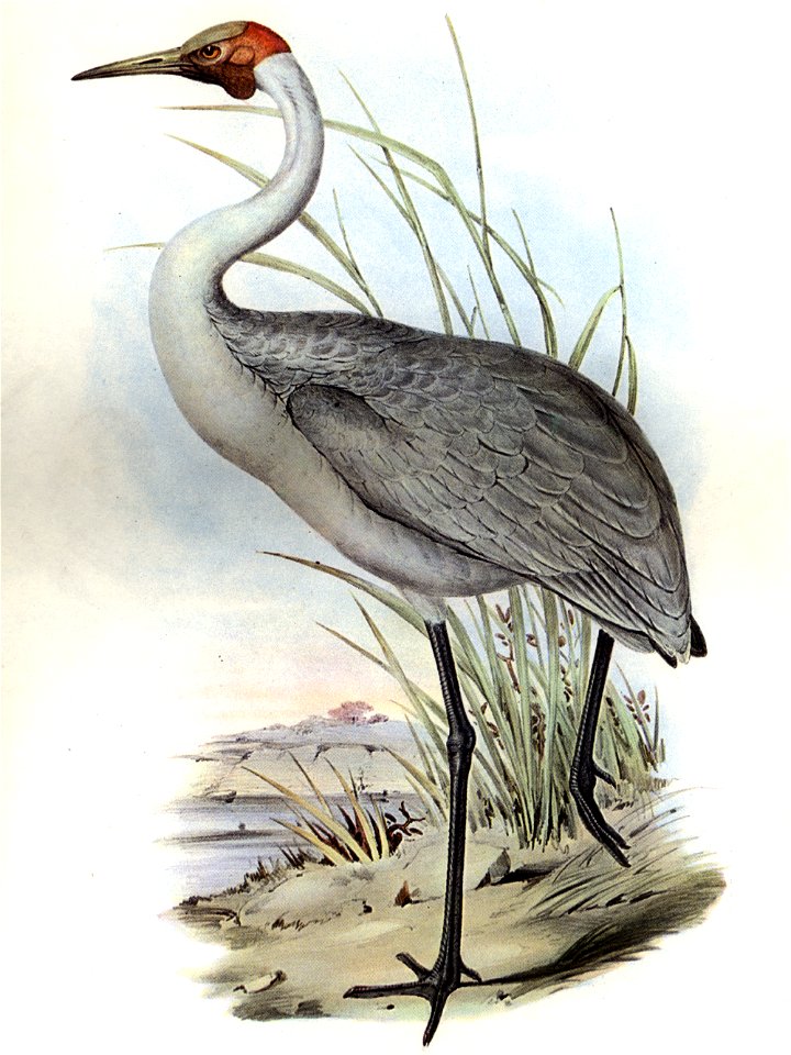 John Gould Australian brolga