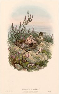 John Gould (British, 1804-1881) - The Birds of Great Britain, Cuculus canorus - 1976.144 - Cleveland Museum of Art