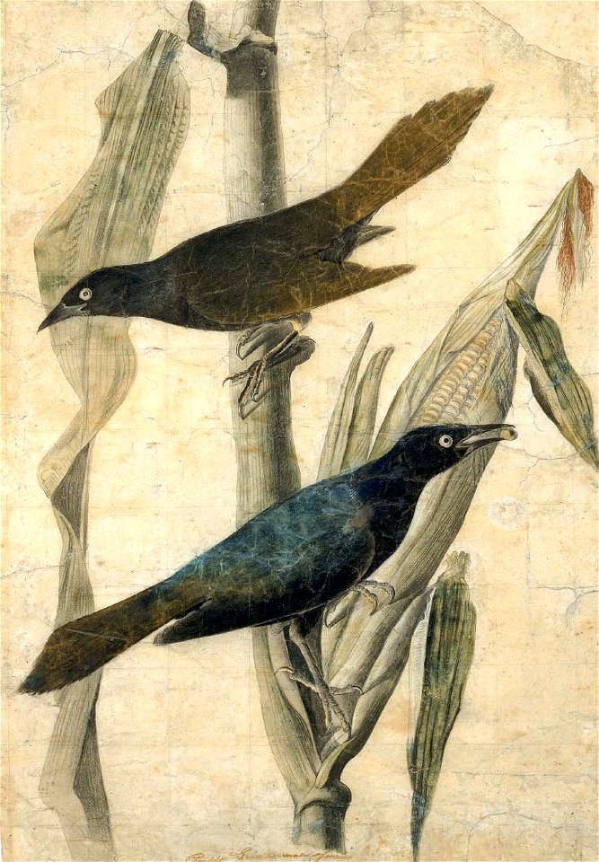 John James Audubon - Purple Grackle - 1953.3.3 - Smithsonian American Art Museum