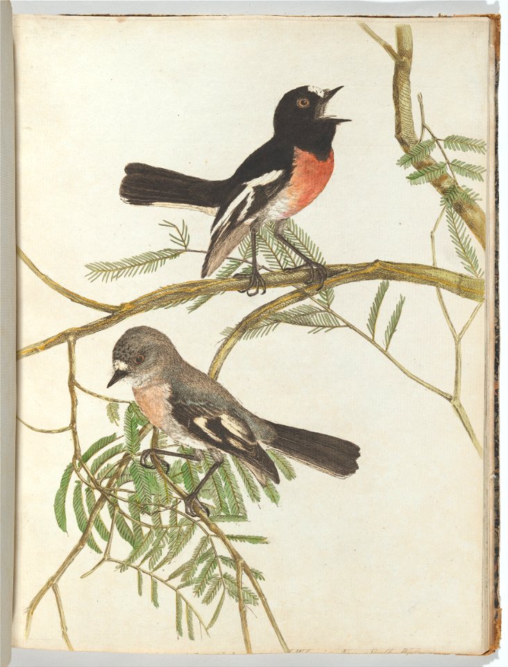 John Lewin - Red breast warbler.Lewin, John. Birds of New South Wales with their natural history. Sydney- G. Howe... - Google Art Project