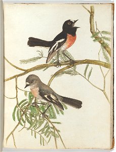 John Lewin - Red breast warbler.Lewin, John. Birds of New South Wales with their natural history. Sydney- G. Howe... - Google Art Project