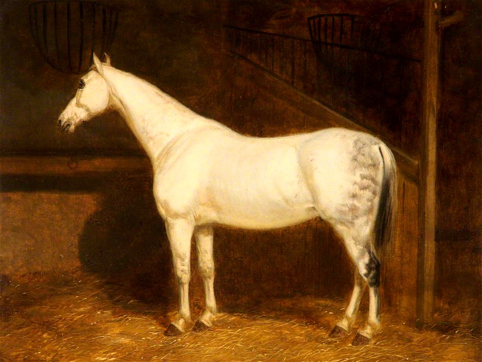 John E. Ferneley I (1782-1860) - A Grey Hunter in a Stable - 499967 - National Trust
