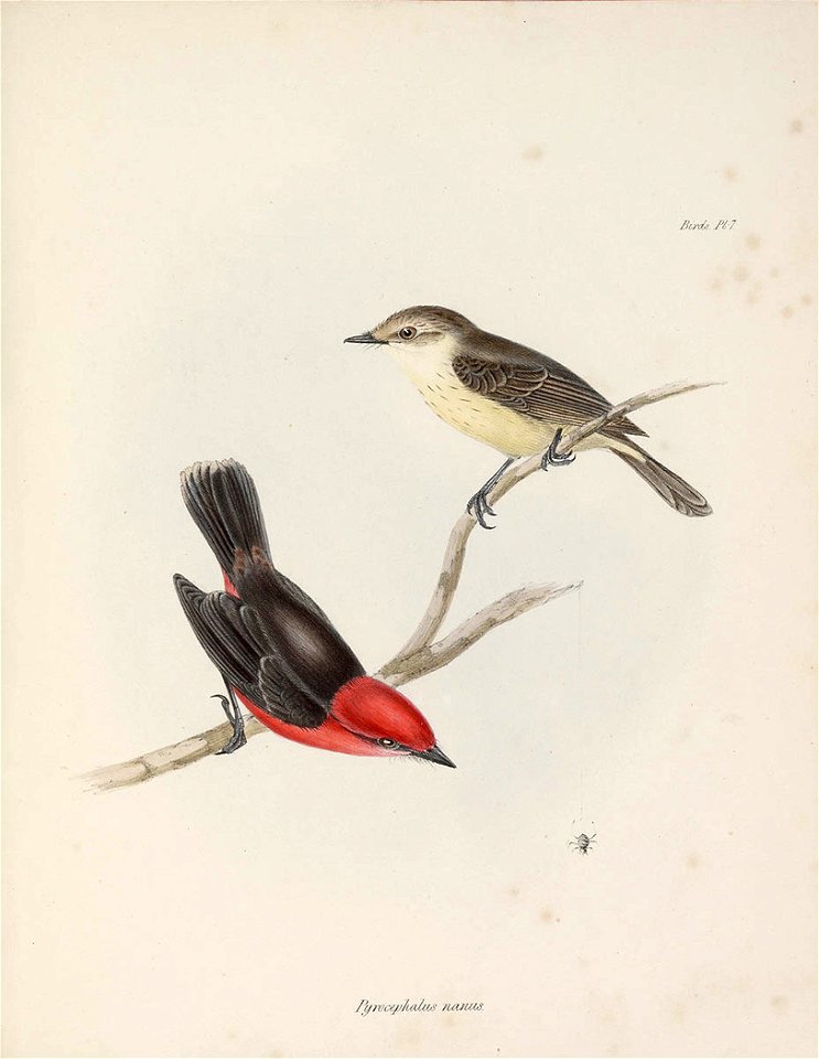 John Gould Zoology of the Voyage of the Beagle Pyrocephalus nanus
