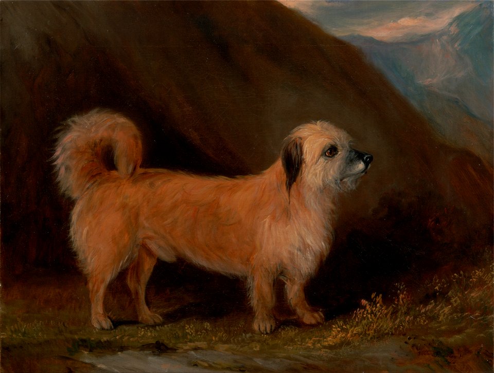 John E. Ferneley Jr. - A Dandie Dinmont Terrier - Google Art Project