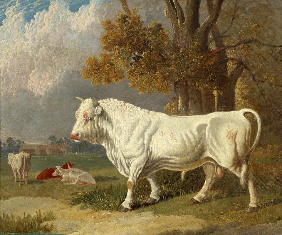 John Frederick Herring I (1795-1865) - A White Bull, Fulbourn, Cambridgeshire - 515535 - National Trust