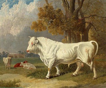 John Frederick Herring I (1795-1865) - A White Bull, Fulbourn, Cambridgeshire - 515535 - National Trust