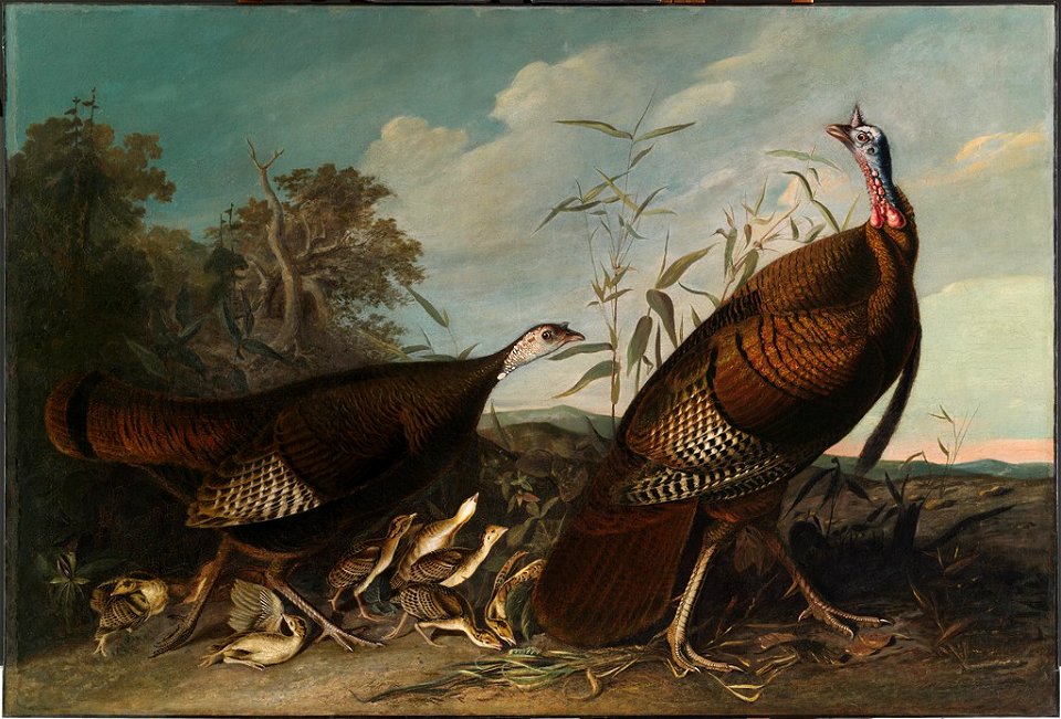 John James Audubon - Wild Turkey Cock, Hen, and Chicks - 1964.146 - Fogg Museum